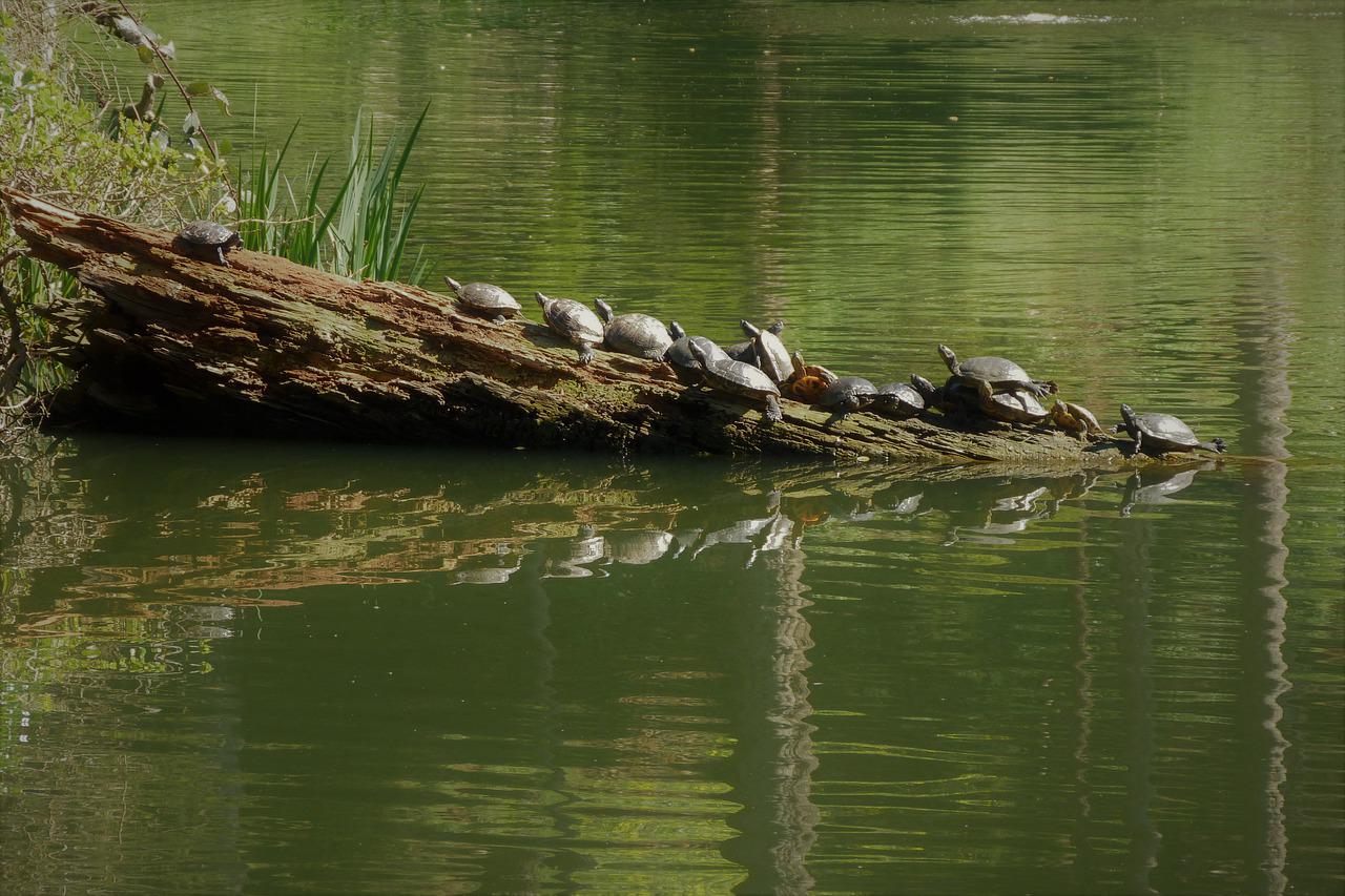 San Francisco Botanical Garden Turtles