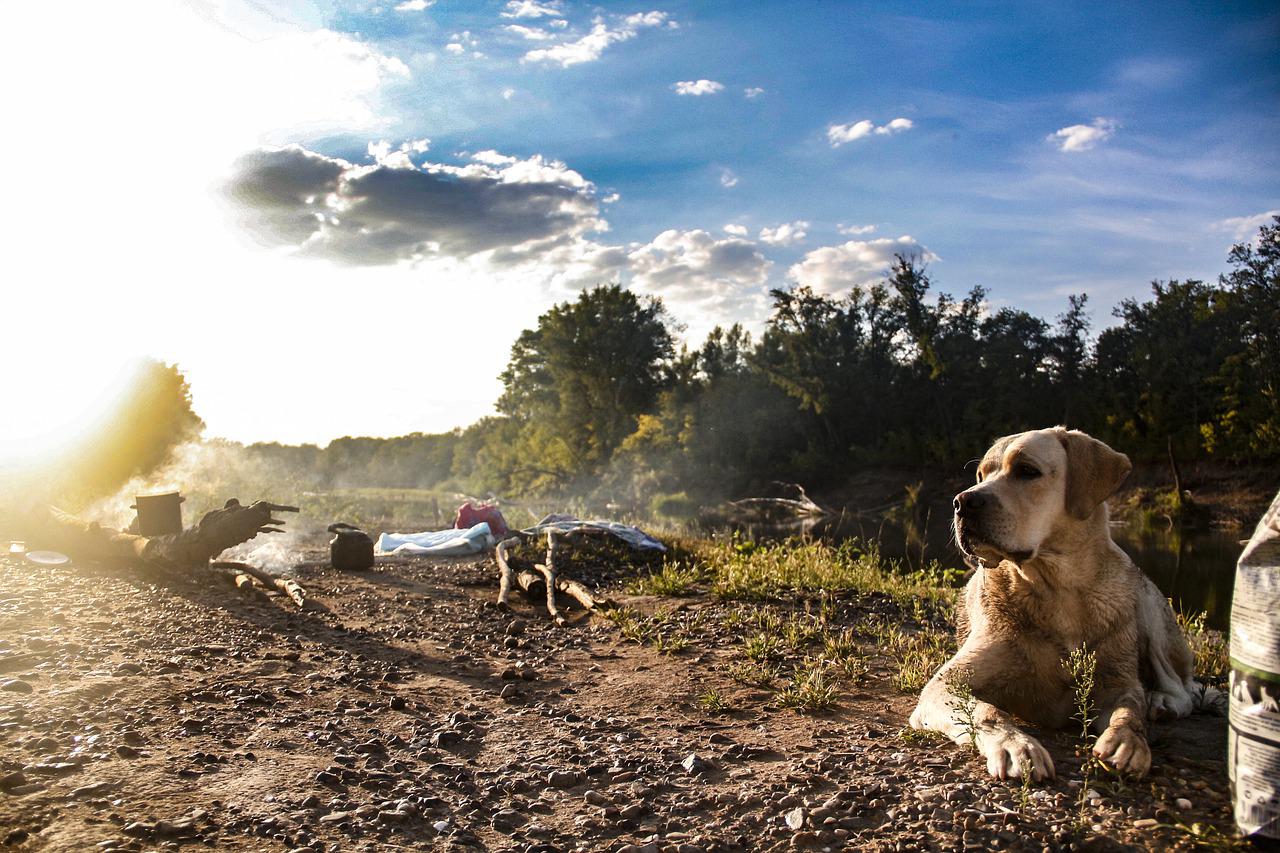 Camping with a dog