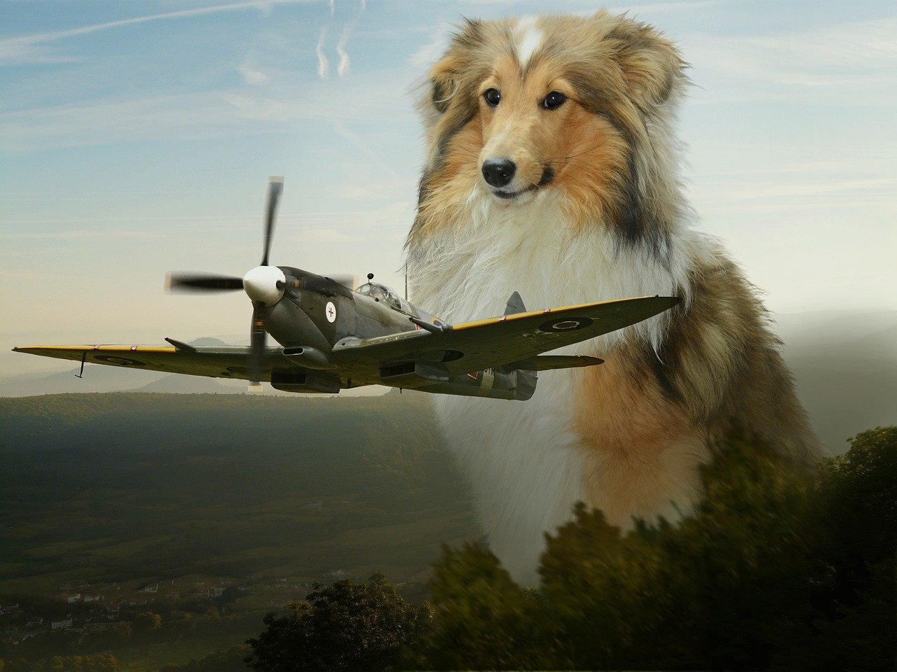 Flying with a dog