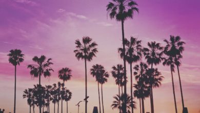 Palm Trees Venice Beach Los Angeles
