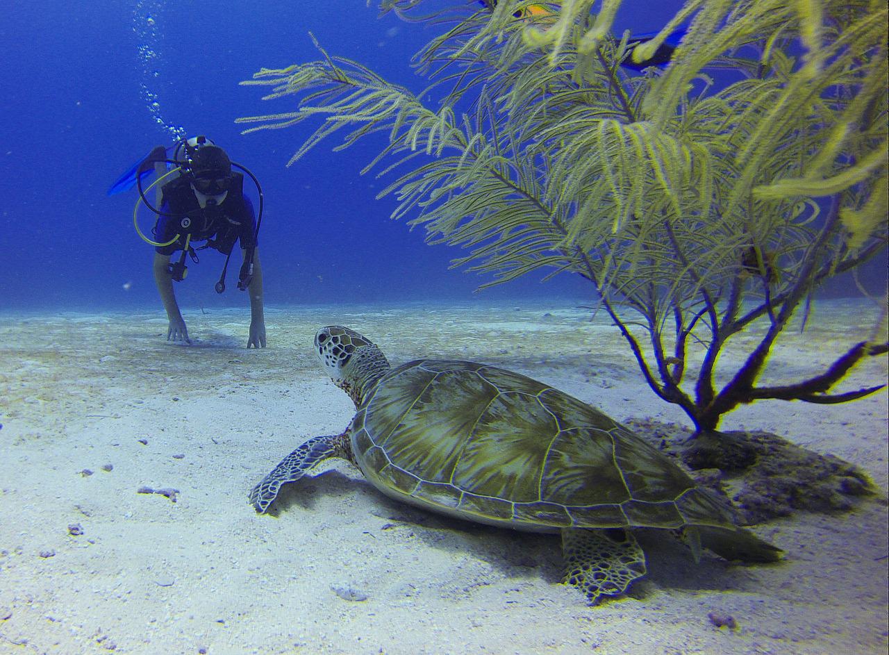Scuba Diver Turtle Mexico
