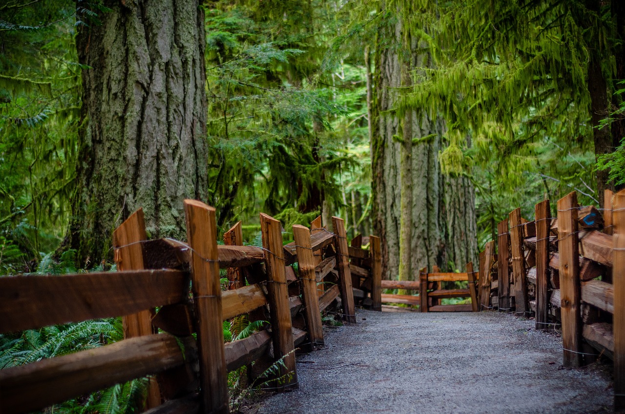Cathedral Grove Vancouver BC Canada