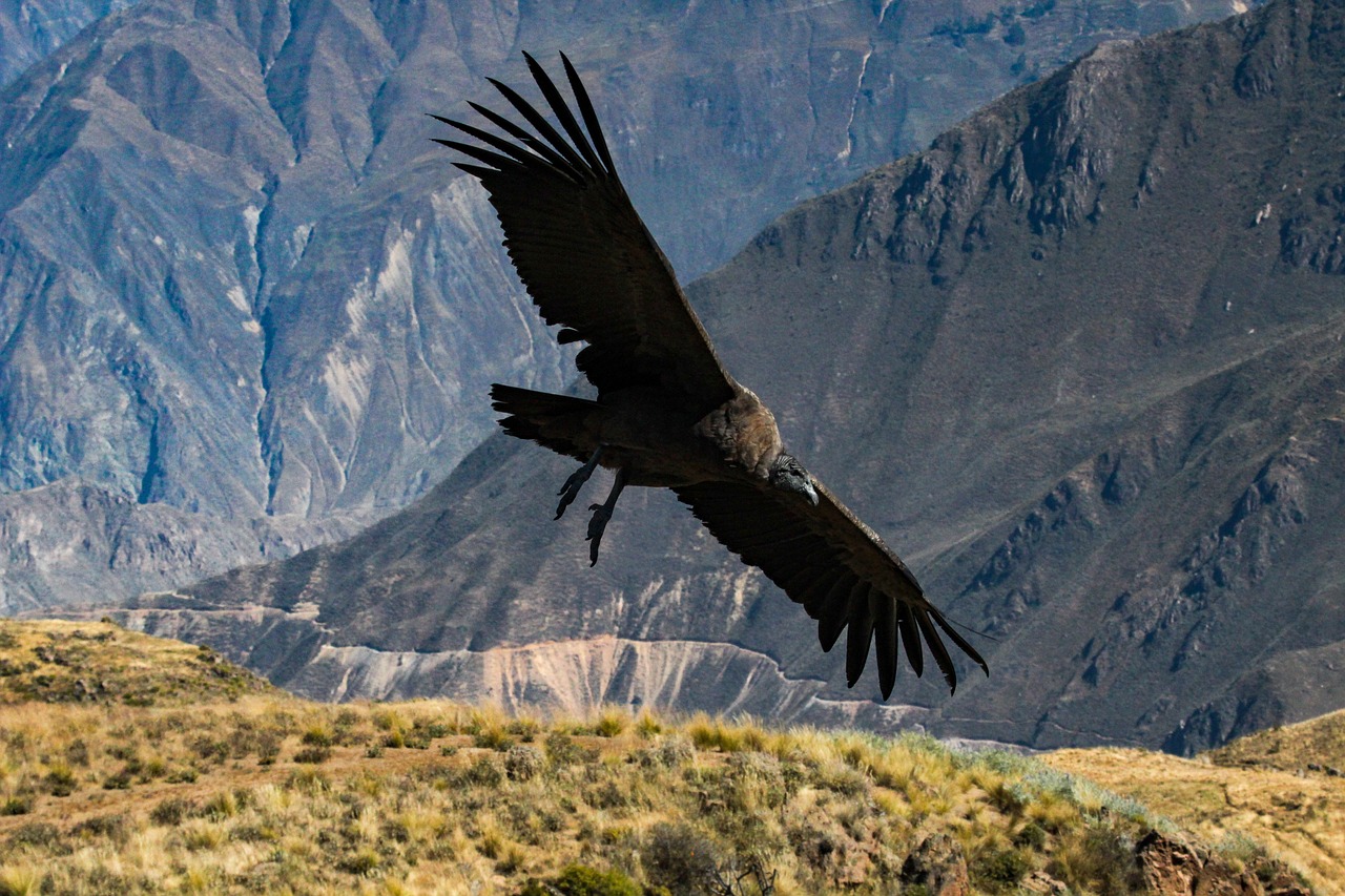 Condor Flying Colca Canyon Peru