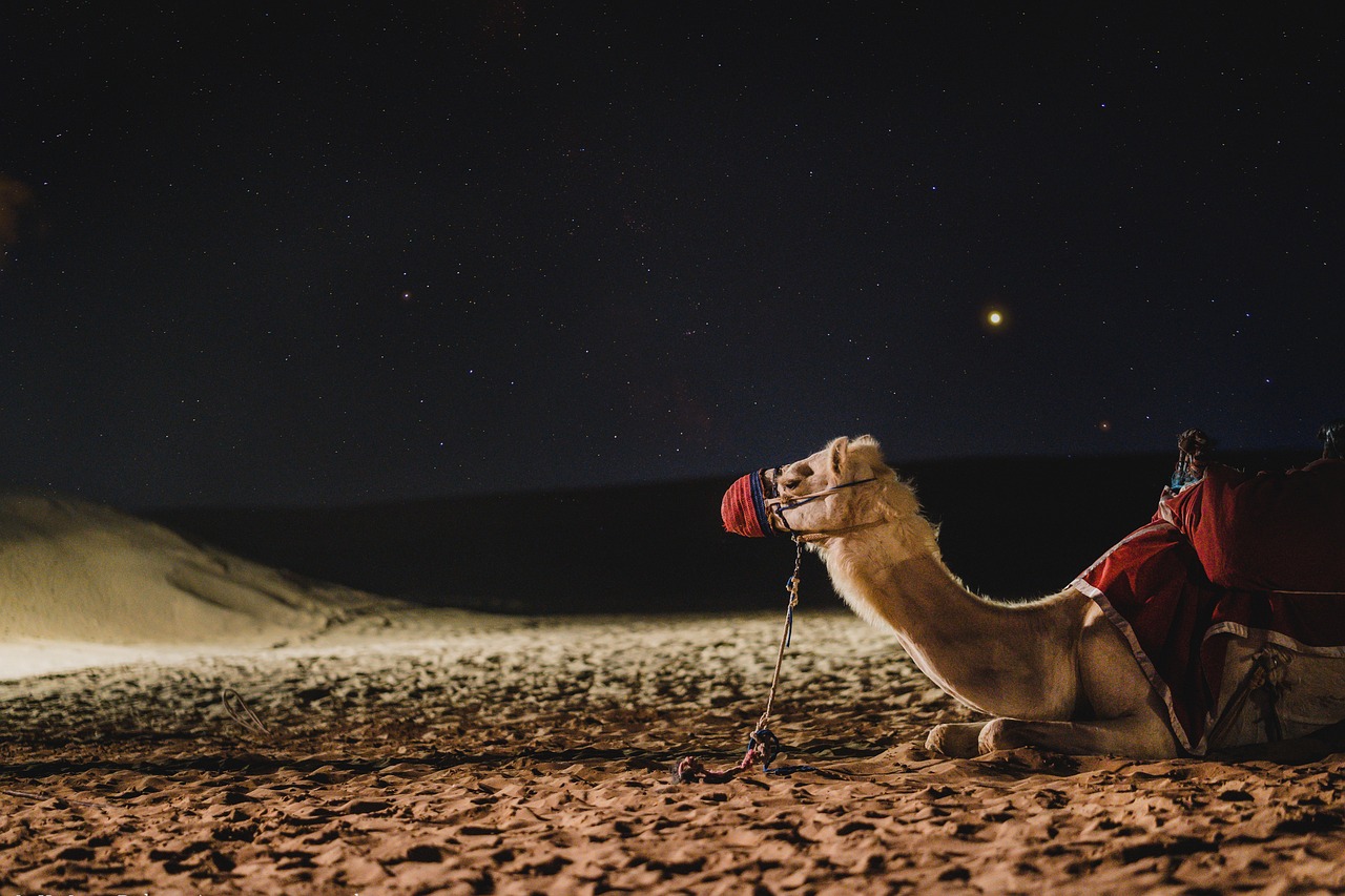Thrill of Dubai Camel at night