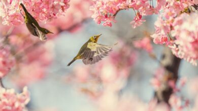 Bird on blossom