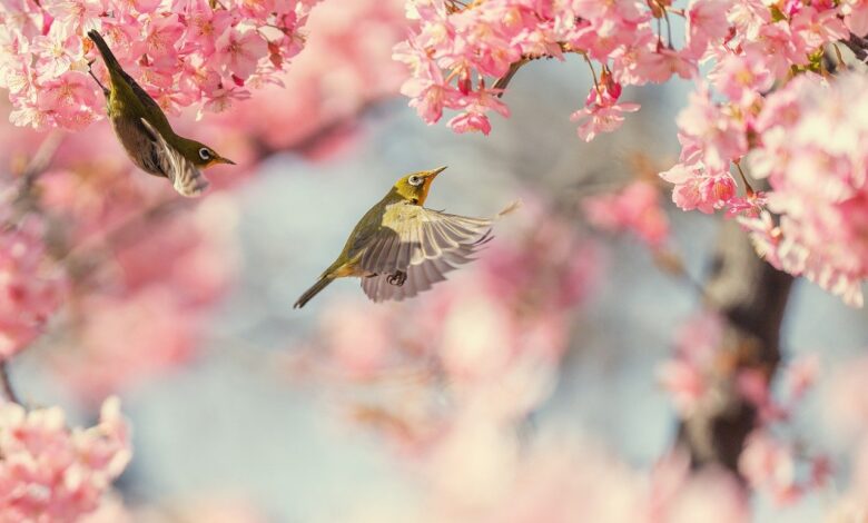 Bird on blossom