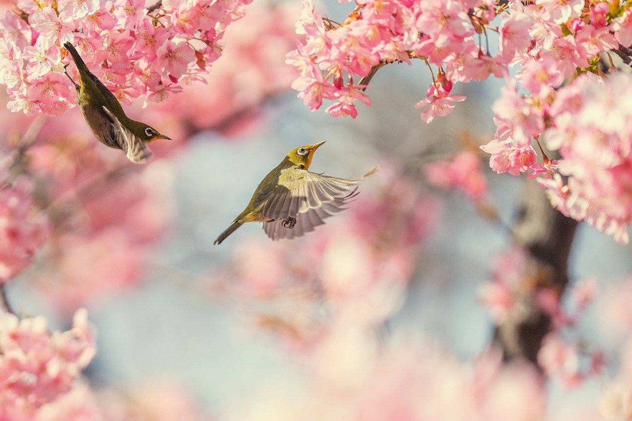 Bird on blossom 